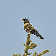 Ring Ouzel (alpestris)