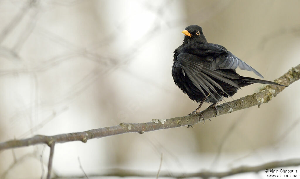 Common Blackbird male adult, identification, Behaviour