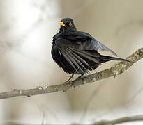 Common Blackbird