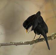 Common Blackbird