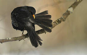 Common Blackbird