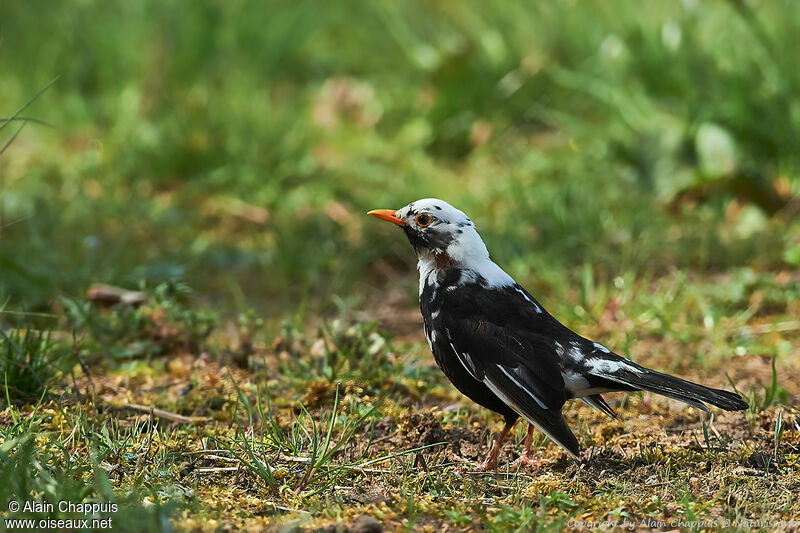 Common Blackbird, identification, moulting, pigmentation, walking