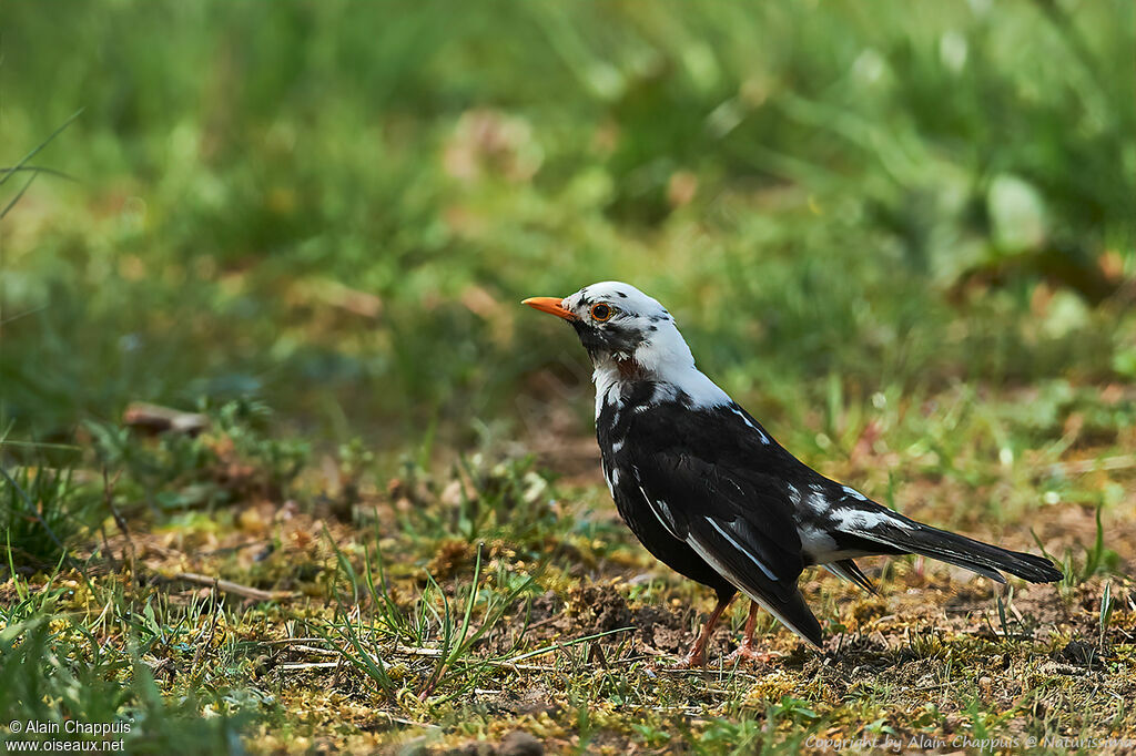 Common Blackbird, identification, moulting, pigmentation, walking