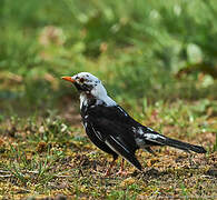 Common Blackbird