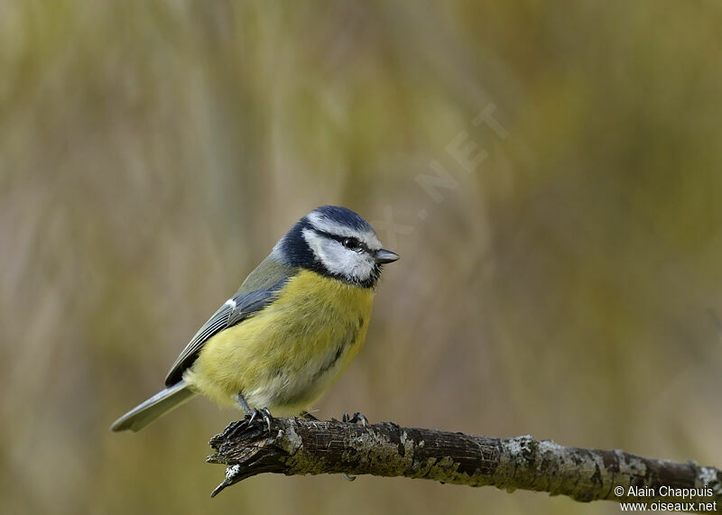 Eurasian Blue Titadult, identification, Behaviour