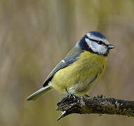 Eurasian Blue Tit