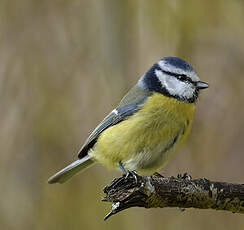 Mésange bleue