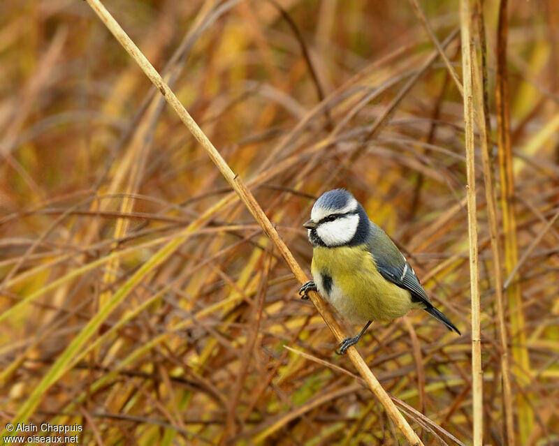 Mésange bleueadulte, identification, Comportement