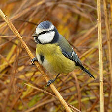 Mésange bleue