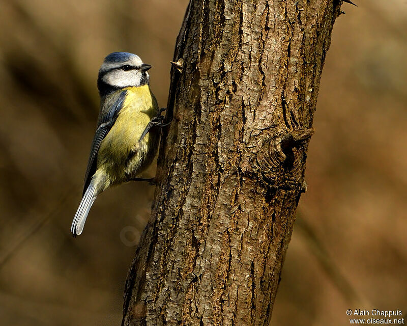 Eurasian Blue Titadult, identification, Behaviour