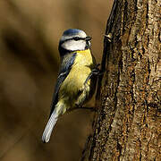 Mésange bleue