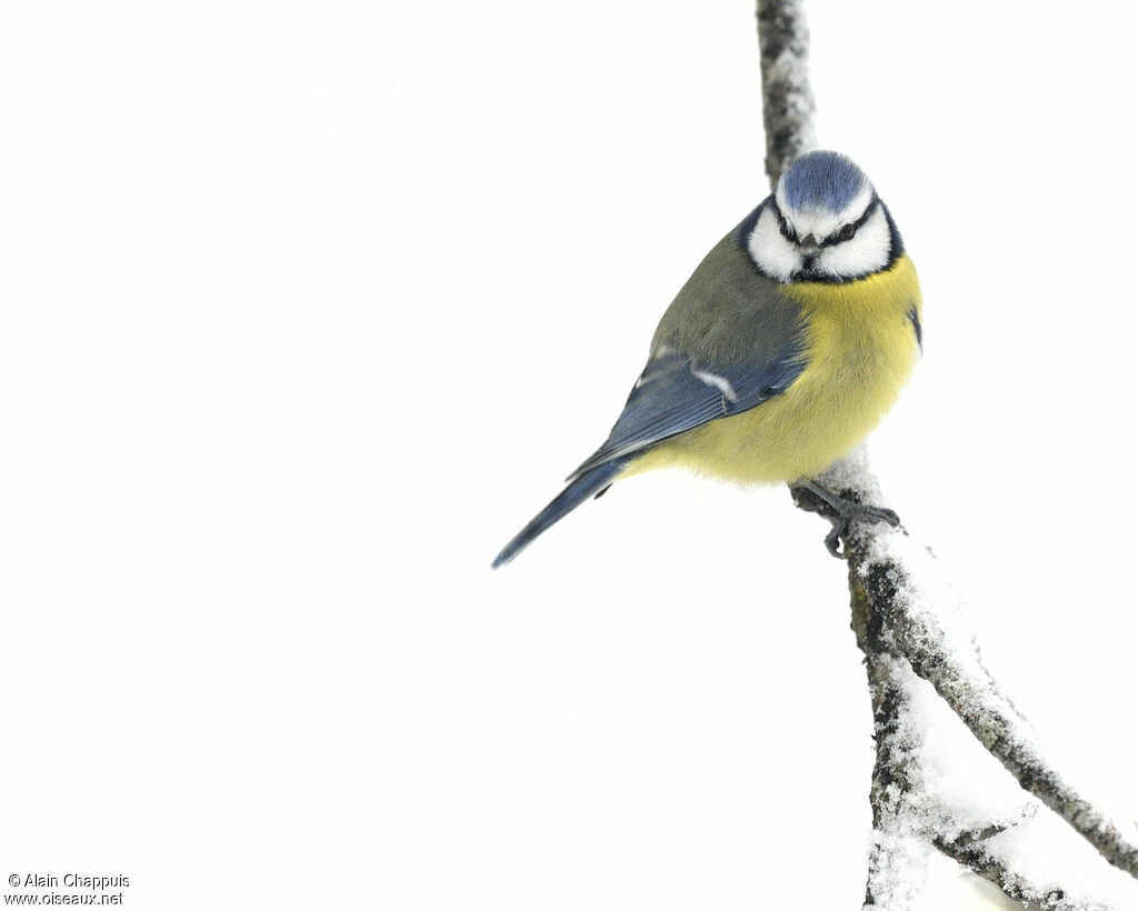 Eurasian Blue Titadult, identification, Behaviour