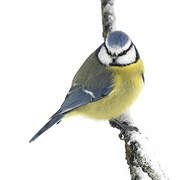 Eurasian Blue Tit