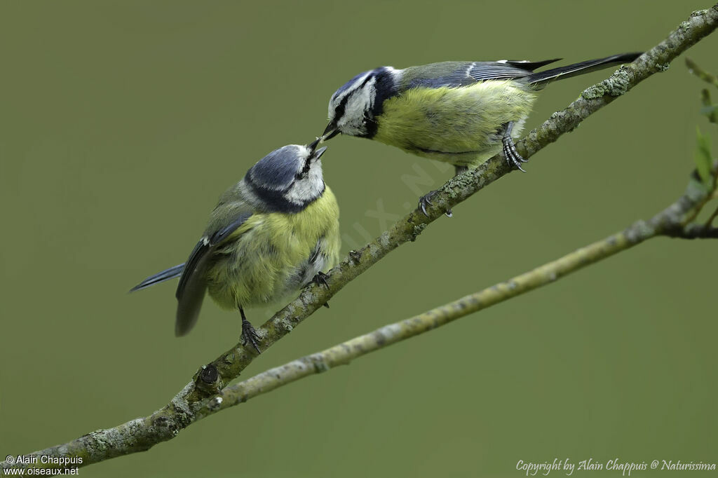 Mésange bleueadulte nuptial, Vol, mange