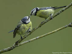 Mésange bleue