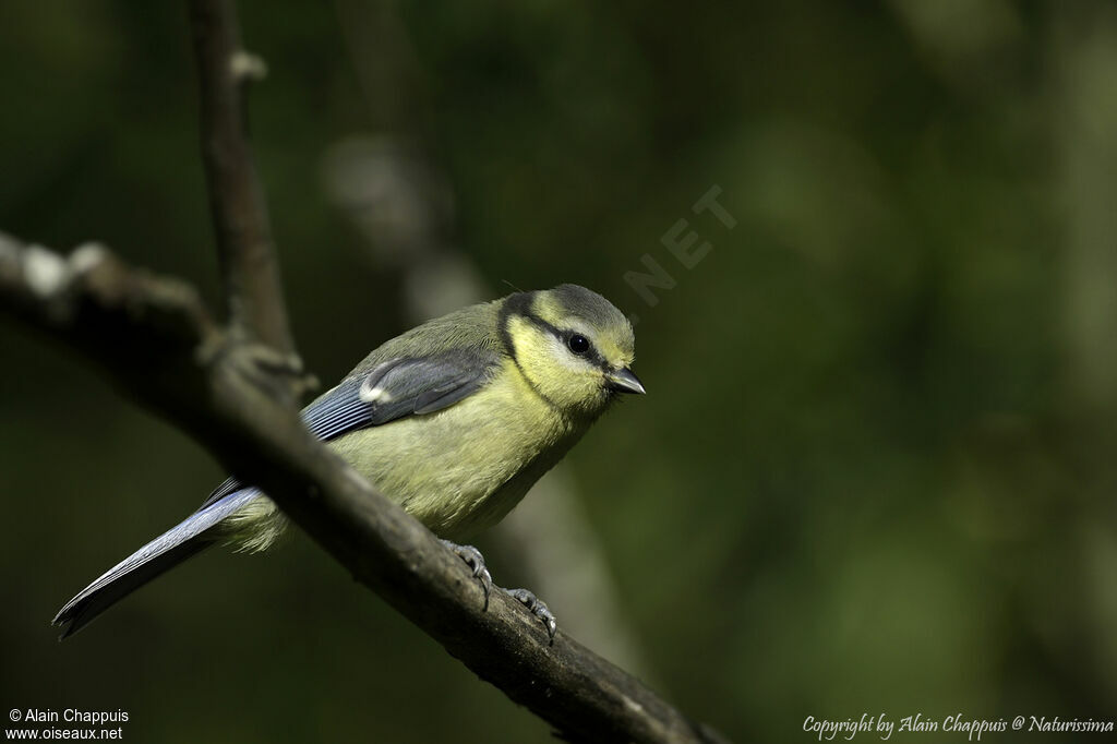 Mésange bleuejuvénile, identification, portrait