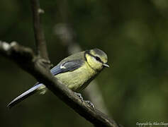 Mésange bleue