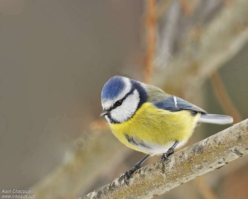 Eurasian Blue Titadult post breeding, identification