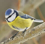 Eurasian Blue Tit