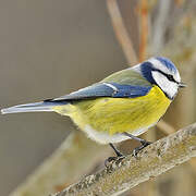 Mésange bleue