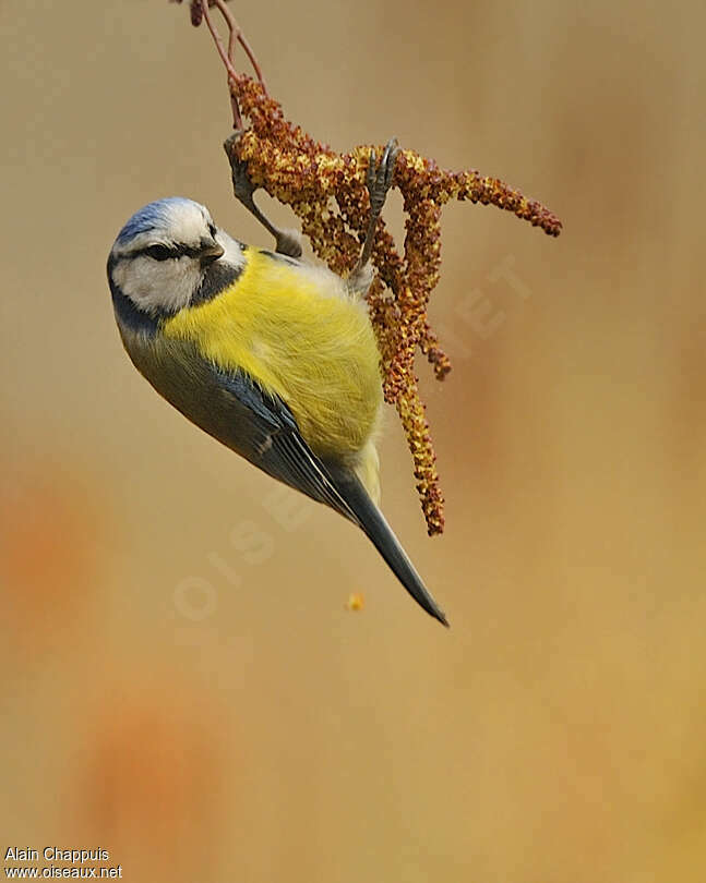 Eurasian Blue Titadult, feeding habits, eats, Behaviour