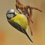 Mésange bleue