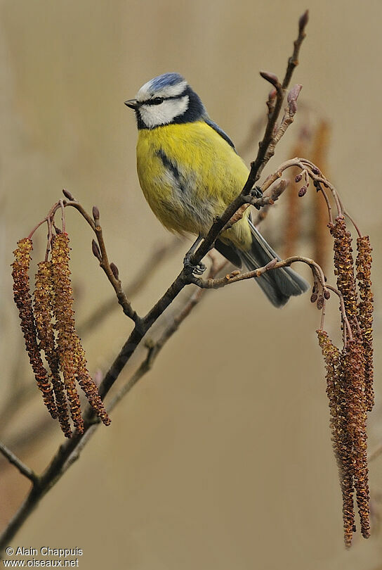 Eurasian Blue Titadult, identification, Behaviour