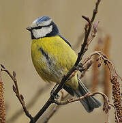 Eurasian Blue Tit