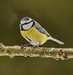 Mésange bleue