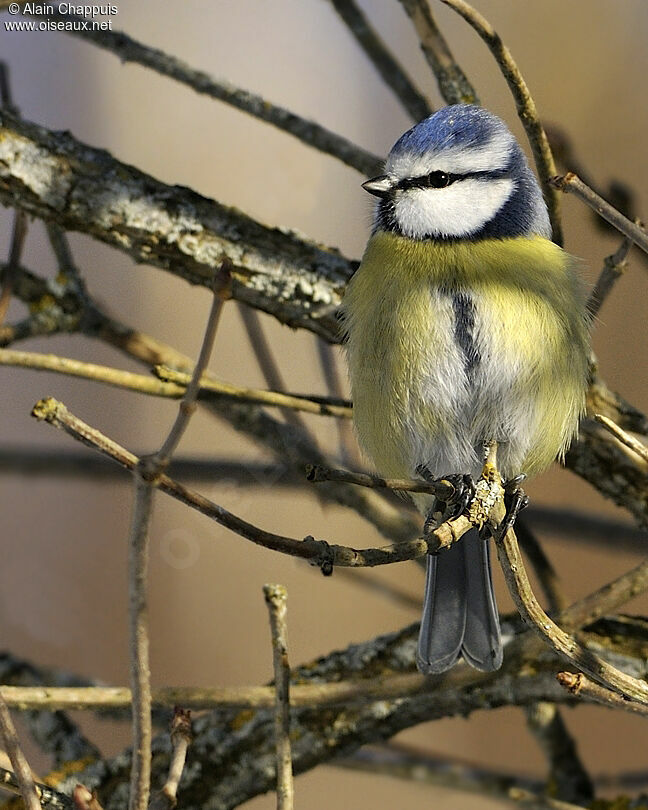 Mésange bleueadulte, identification