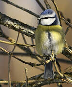 Eurasian Blue Tit