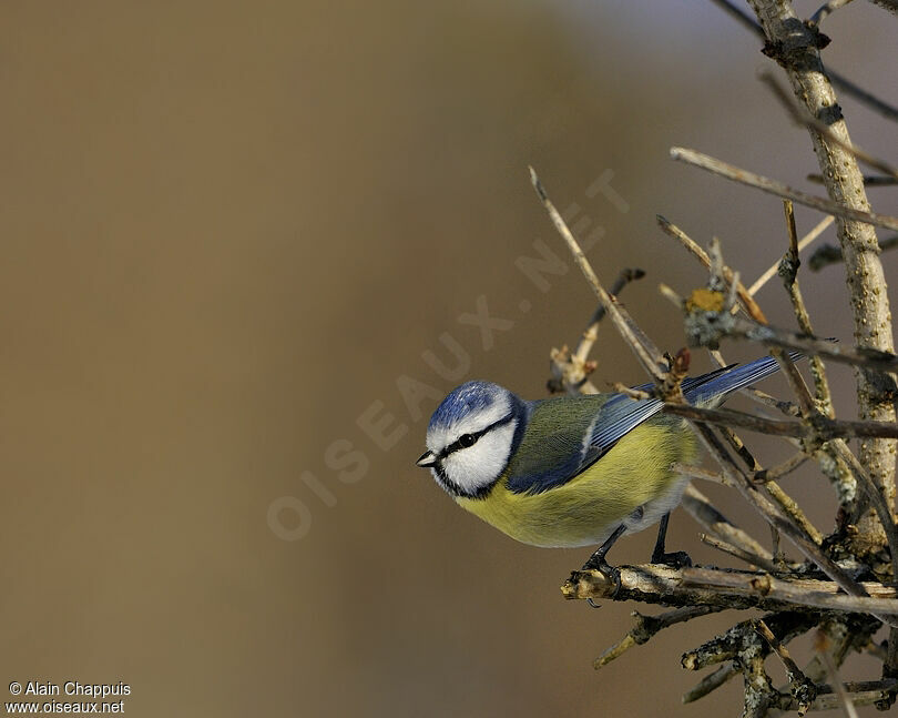 Eurasian Blue Titadult, identification