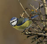 Mésange bleue