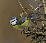 Mésange bleue