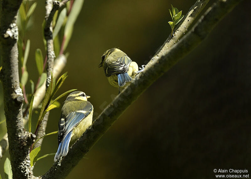 Mésange bleue1ère année