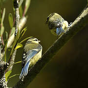 Mésange bleue