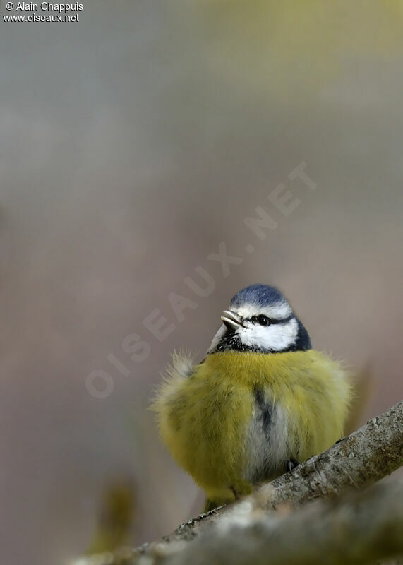 Eurasian Blue Titadult, identification, Behaviour