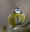 Mésange bleue