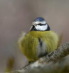 Mésange bleue