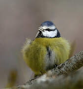 Mésange bleue