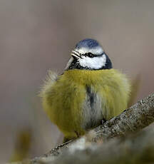 Mésange bleue