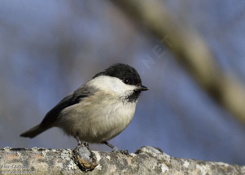 Willow Titadult post breeding, identification