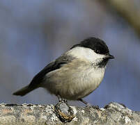 Willow Tit