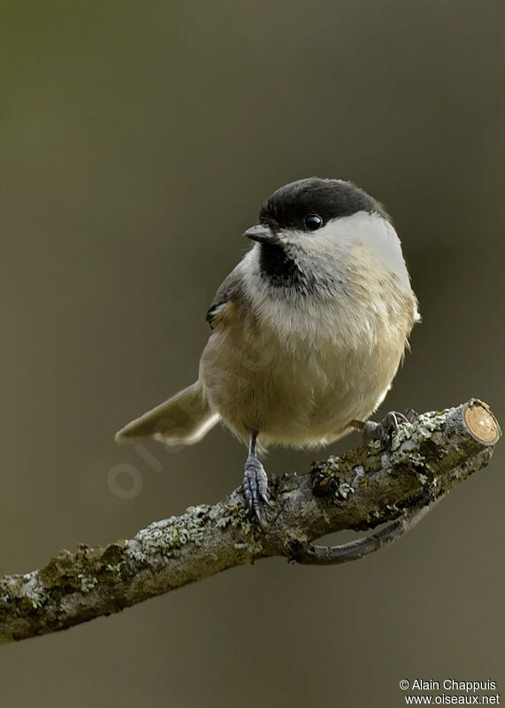 Willow Titadult post breeding, identification, Behaviour