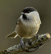 Willow Tit