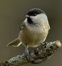 Mésange boréale