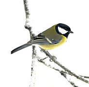 Great Tit