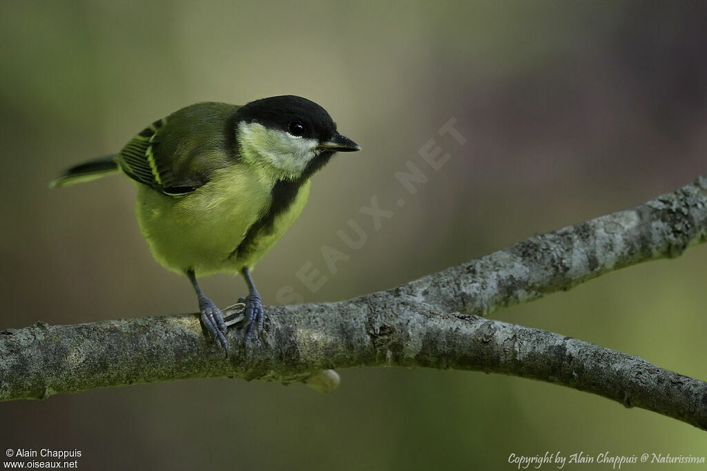 Mésange charbonnièrejuvénile, identification, portrait