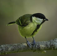 Great Tit