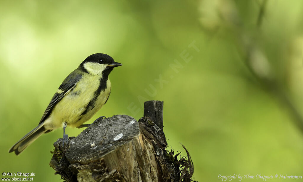 Mésange charbonnièrejuvénile, marche